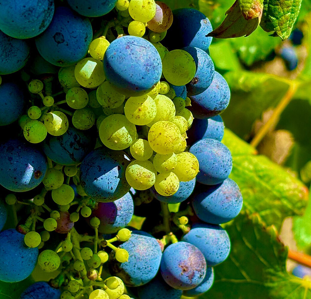 Acetaia del Cristo Aceto Balsamico Tradizionale di Modena DOP vendemmia