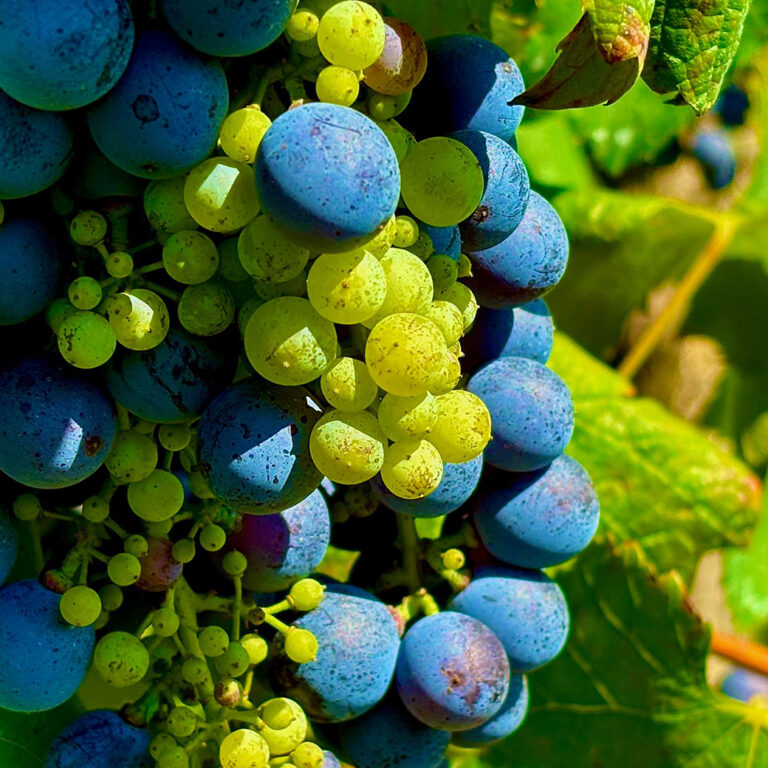 Acetaia del Cristo Aceto Balsamico Tradizionale di Modena DOP vendemmia