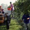 La Vendemmia in Acetaia del Cristo