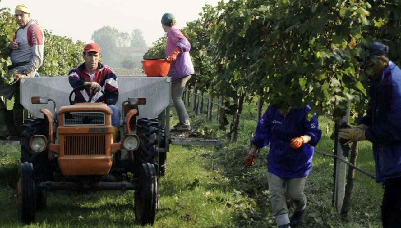 La Vendemmia in Acetaia del Cristo