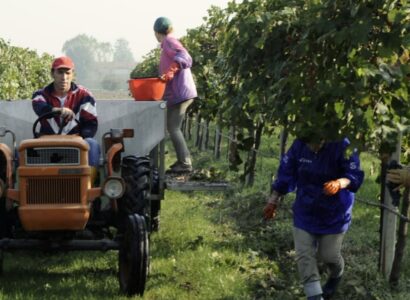 La Vendemmia in Acetaia del Cristo